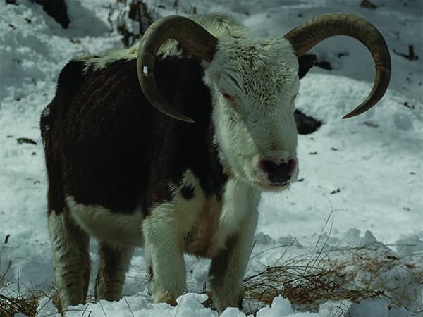 A YAK ON THE langtang valley trek