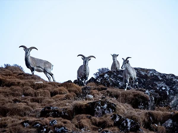 blue sheep on the Kanchenjunga South Trek trail