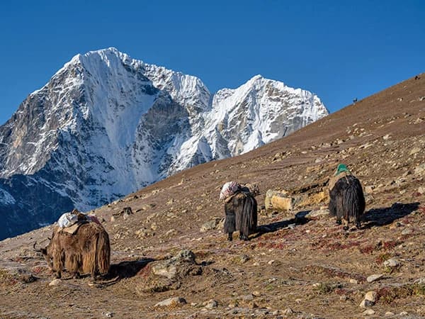 Yaks grazing on the pastures overlooking Tabuche on the way to Everest Base Camp from Lobuche on the Gokyo, Cho La and EBC Trek